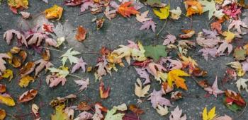 leaves on the pavement
