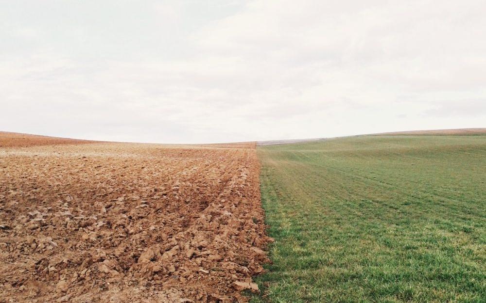 farmers field split with a green side and a dead side