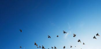 birds flying over a  blue sky